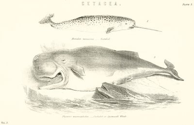 Cetacea von English School